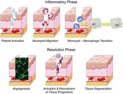 repair tissue wound healing process endogenous events frontiersin